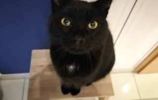 Katze mit ermahnendem Blick